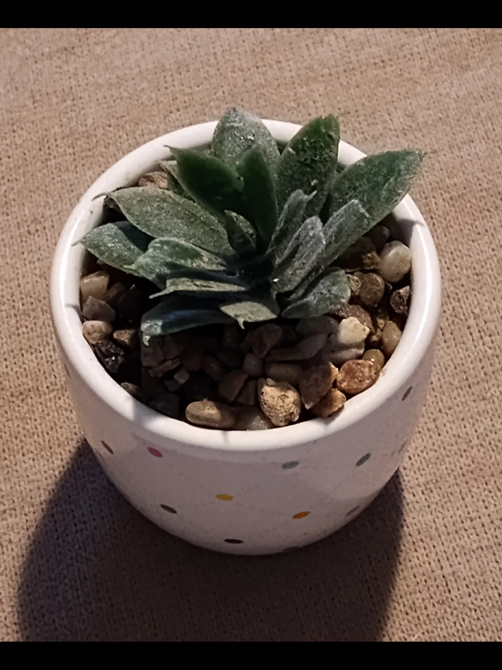 Small Green Succulent in Polka Dot Ceramic Pot